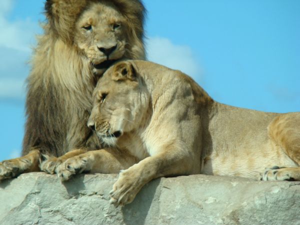 Lion Love